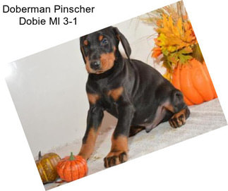 Doberman Pinscher Dobie Ml 3-1