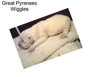 Great Pyrenees Wiggles