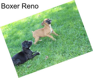 Boxer Reno
