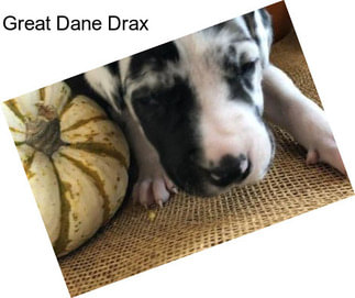 Great Dane Drax