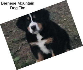 Bernese Mountain Dog Tim