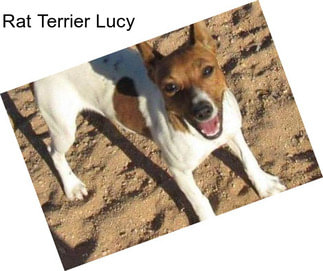 Rat Terrier Lucy