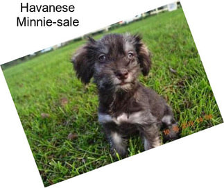 Havanese Minnie-sale