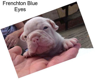 Frenchton Blue Eyes