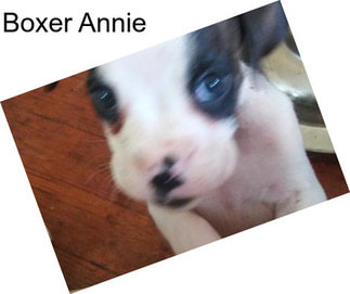 Boxer Annie
