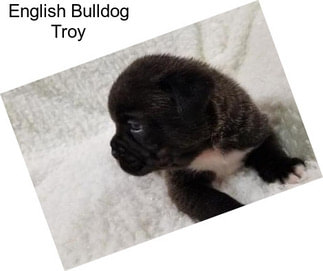 English Bulldog Troy