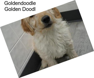 Goldendoodle Golden Doodl