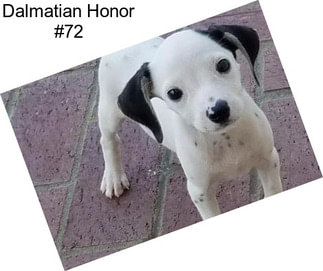 Dalmatian Honor #72