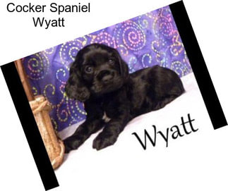 Cocker Spaniel Wyatt