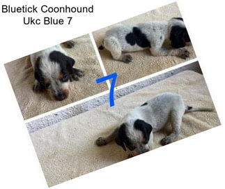 Bluetick Coonhound Ukc Blue 7