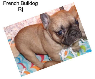 French Bulldog Rj