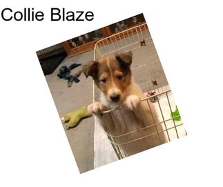 Collie Blaze