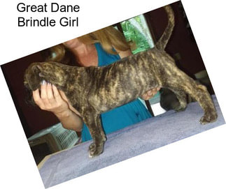 Great Dane Brindle Girl