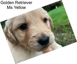 Golden Retriever Ms Yellow