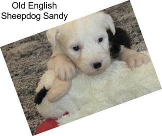 Old English Sheepdog Sandy