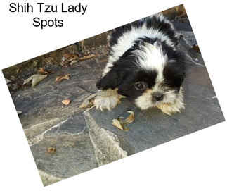 Shih Tzu Lady Spots