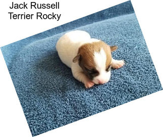 Jack Russell Terrier Rocky