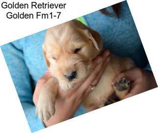 Golden Retriever Golden Fm1-7