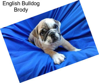 English Bulldog Brody