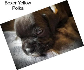 Boxer Yellow Polka