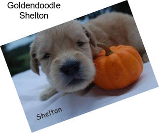 Goldendoodle Shelton