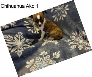 Chihuahua Akc 1