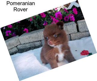 Pomeranian Rover