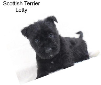 Scottish Terrier Letty