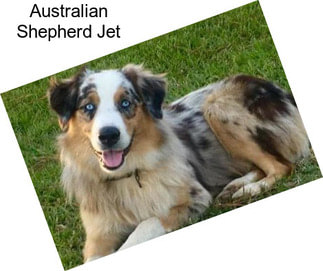 Australian Shepherd Jet