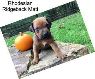 Rhodesian Ridgeback Matt