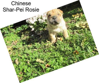 Chinese Shar-Pei Rosie