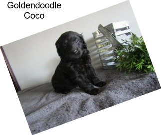 Goldendoodle Coco