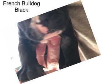 French Bulldog Black