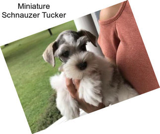 Miniature Schnauzer Tucker