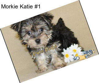 Morkie Katie #1