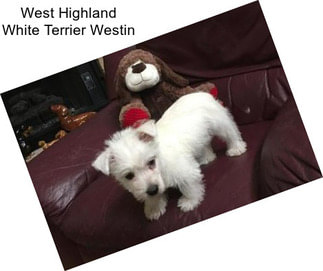 West Highland White Terrier Westin