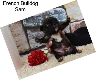 French Bulldog Sam