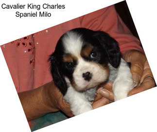 Cavalier King Charles Spaniel Milo