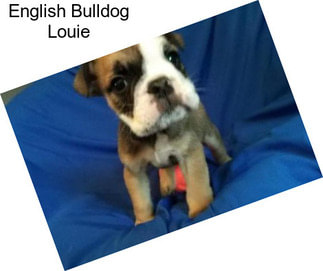 English Bulldog Louie