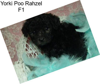 Yorki Poo Rahzel F1