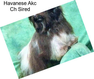 Havanese Akc Ch Sired