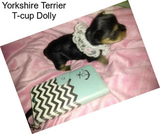 Yorkshire Terrier T-cup Dolly