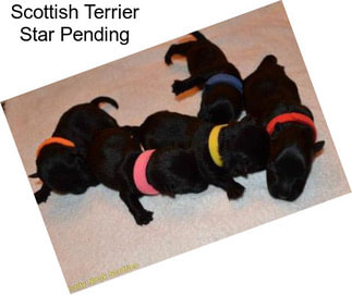 Scottish Terrier Star Pending