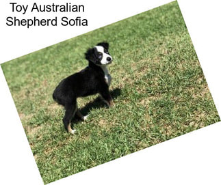 Toy Australian Shepherd Sofia