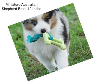 Miniature Australian Shepherd Bmm 12 Inche