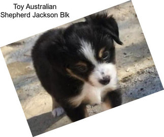 Toy Australian Shepherd Jackson Blk