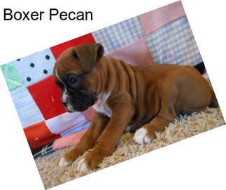 Boxer Pecan