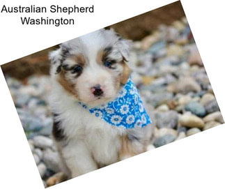 Australian Shepherd Washington