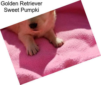Golden Retriever Sweet Pumpki