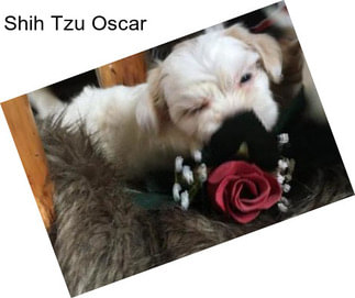 Shih Tzu Oscar